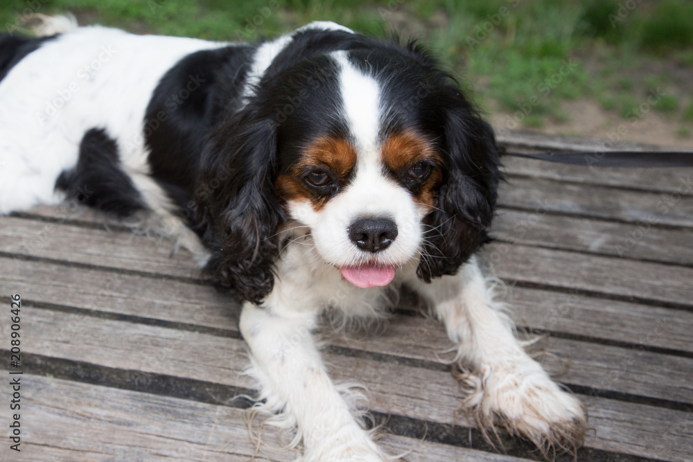 Beautiful tricolor Cavalier King Charles Spaniel in the outdoors Beautiful tricolor Cavalier King Charles Spaniel in the outdoors