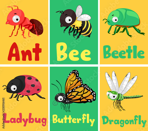 Insects Flash Cards Illustr...