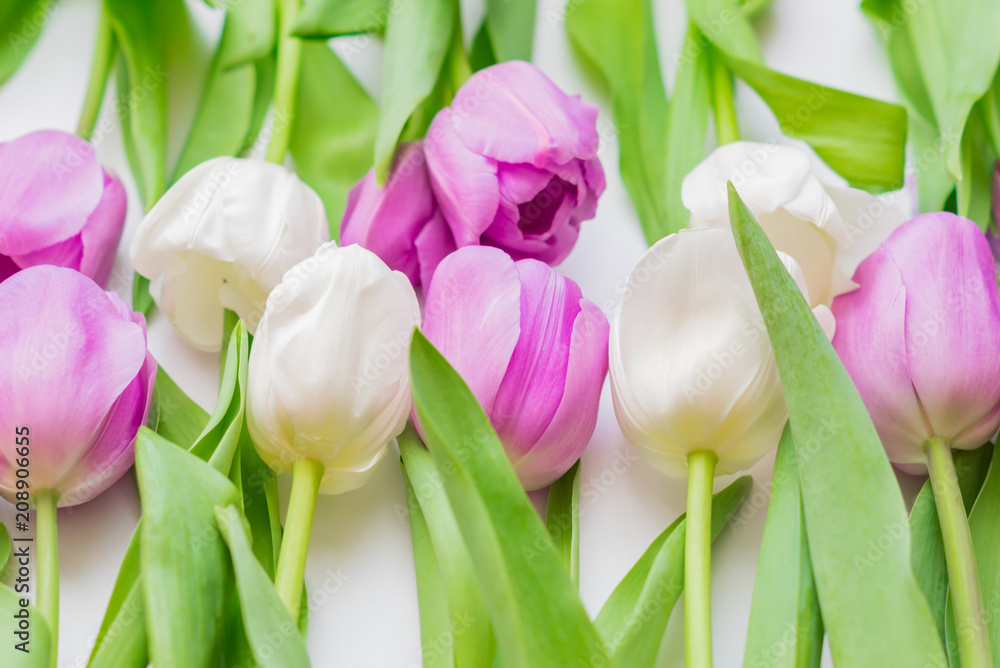 Fototapeta premium white and purple blooming tulips. floral background