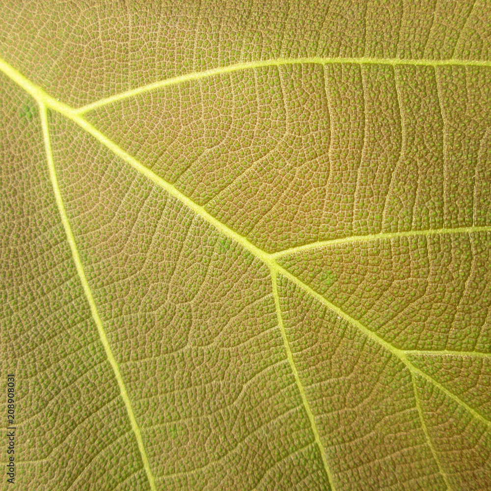 leaf texture ( teak leaf ) leaf texture ( teak leaf )