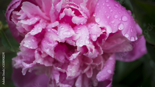 Beautiful shiny water droplets on flower petal peony macro. Drops of dew. Gentle soft elegant airy artistic image with soft focus.