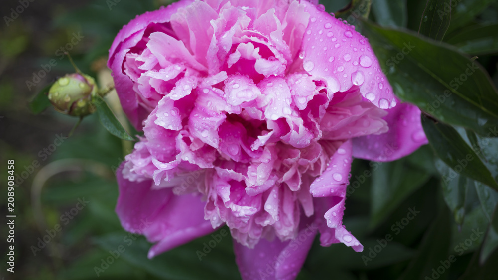 Beautiful shiny water droplets on flower petal peony macro. Drops of dew. Gentle soft elegant airy artistic image with soft focus.
