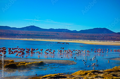 Reflet de flamants rose dans la Laguna Colorada, Bolivie
