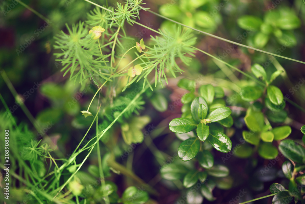 Small green leaves texture in forest. Wild nature. Summer concept. Copy space. Banner. Soft focus. Small green leaves texture in forest. Wild nature. Summer concept. Copy space. Banner. Soft focus.