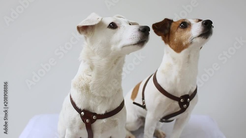 Two dogs are watching muzzles behind the movement behind the camera on a white background. 2 Jack Russell Terrier puppy at home interior