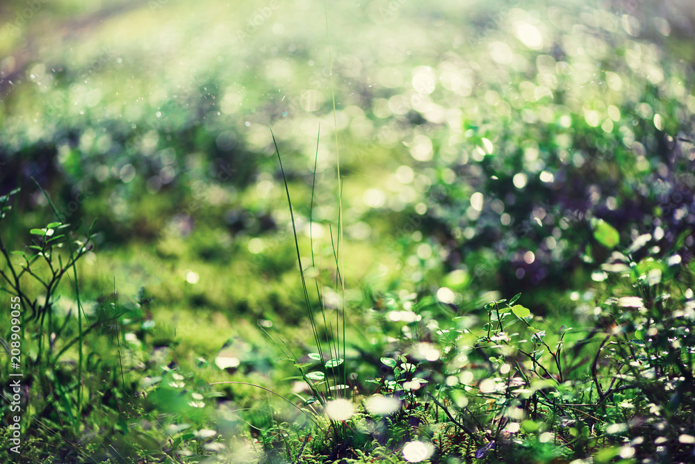 Green natural background, out of focus. Forest bokeh. Banner. Copy space. Blurred abstract texture. Summer concept. Wild nature Green natural background, out of focus. Forest bokeh. Banner. Copy space. Blurred abstract texture. Summer concept. Wild nature