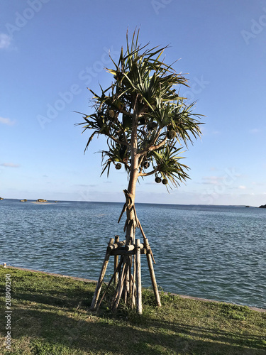 Pandanus boninensis plant produce the fruits. photo