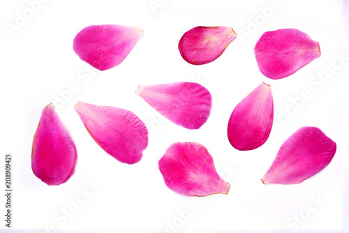pink delicate petals of a peony flower isolated on white background.floral pattern. dry pressed flowers for scrapbooking or herbarium