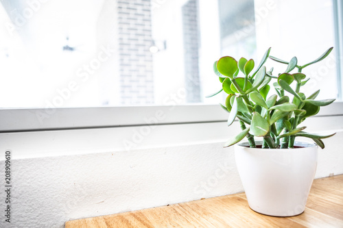 Predominantly white picture of succulent on a table next to window