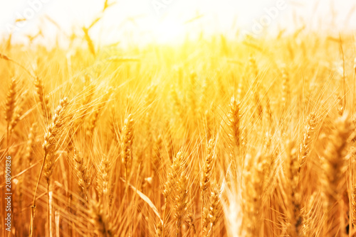Golden wheat field  Agriculture farm and farming concept