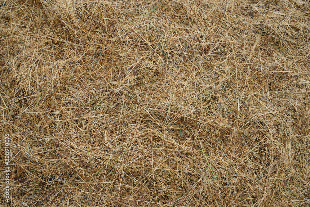 There's fresh hay and straw There's fresh hay and straw