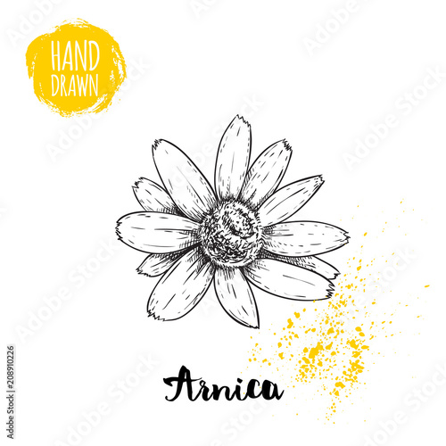 Hand drawn sketch style arnica flower. Herbal medicine vector illustration isolated on white background. photo