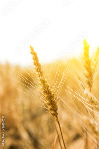 Golden wheat field  Agriculture farm and farming concept