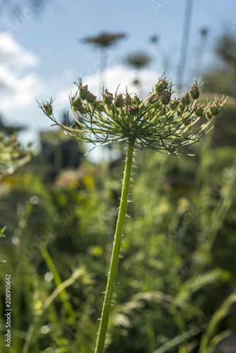 Ammi visnaga plant (toothpickweed) photo