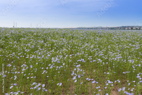 natural background, blooming flax field, blue flax flower,