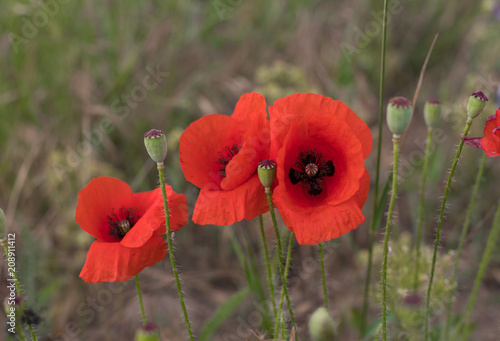 red poppies on a natural green background