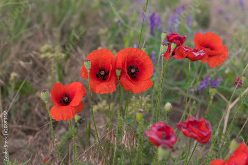 red poppies on a natural green background