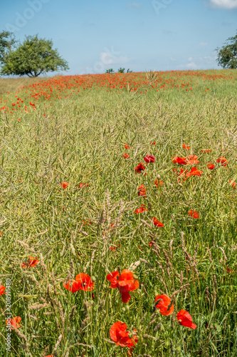 Fototapeta Naklejka Na Ścianę i Meble -  Klatschmohn