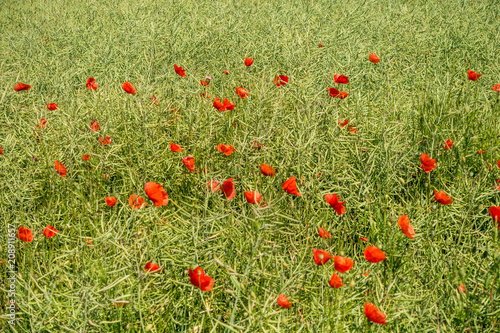 Fototapeta Naklejka Na Ścianę i Meble -  Klatschmohn