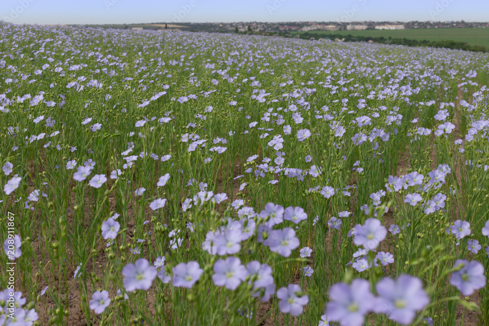 natural background, blooming flax field, blue flax flower,