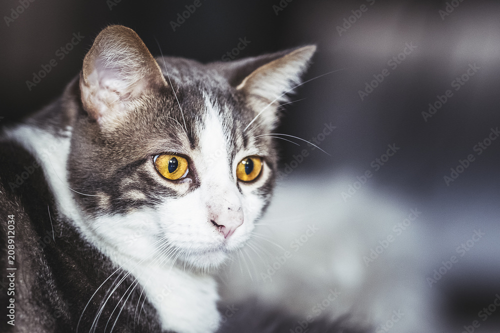 Portrait de chat tigré blanc