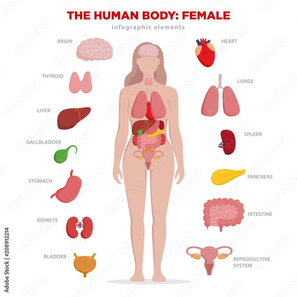 human female body organs