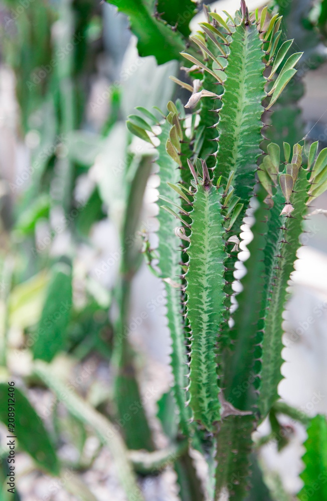 Cactus in summer on the street Cactus in summer on the street