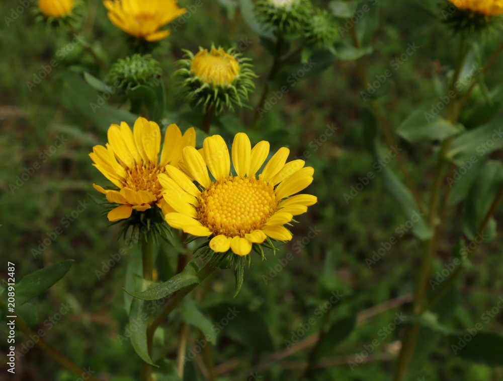 Closeup image of Gumweed Grindelia in organic garden .Grindelia has a calming effect it effective in the natural treatment of asthma and bronchial conditions. Closeup image of Gumweed Grindelia in organic garden .Grindelia has a calming effect it effective in the natural treatment of asthma and bronchial conditions.