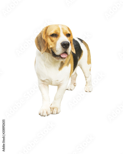 Beautiful beagle dog stands isolated on white background.