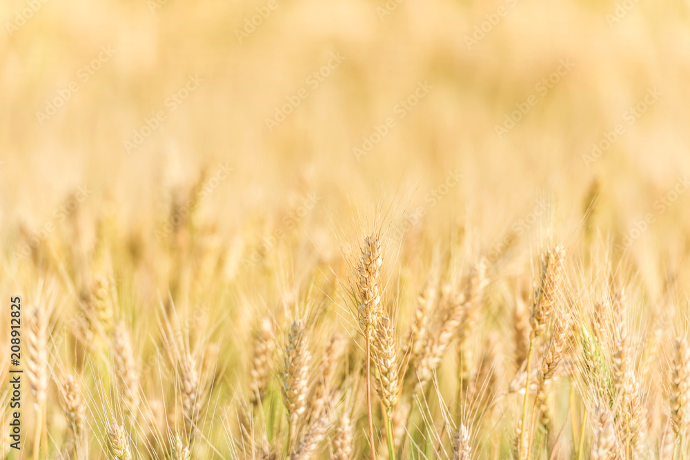 Beautiful nature sunrise landscape. Summer background of ripening ears of agriculture landscape. Wheat field natural product. Beautiful nature sunrise landscape. Summer background of ripening ears of agriculture landscape. Wheat field natural product.