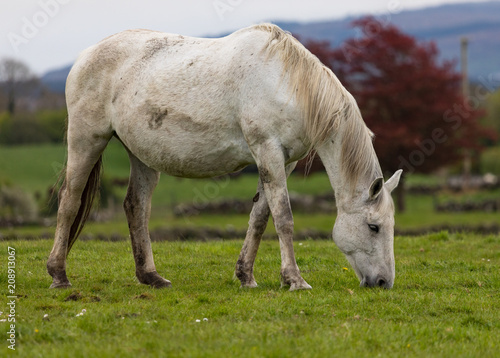 White horse grazing in a rural grass field 