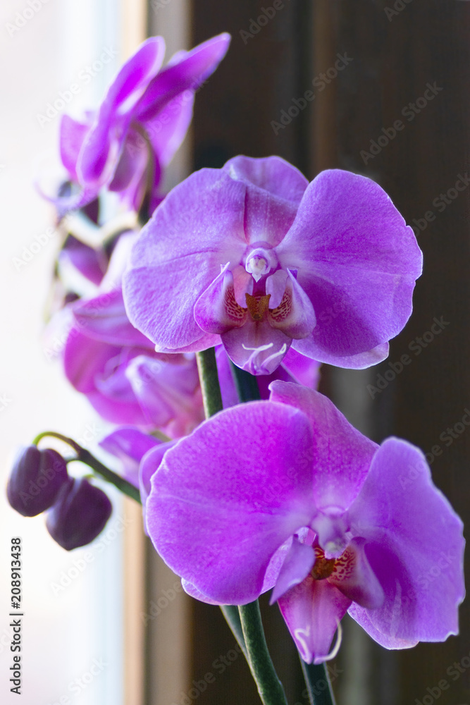 Obraz premium Phalaenopsis Pink white orchid flower in bloom