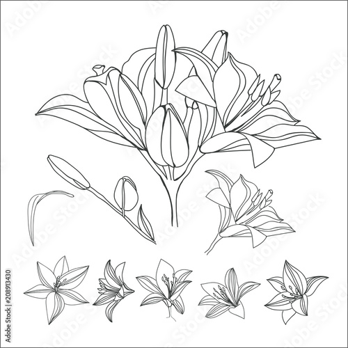 Lily.