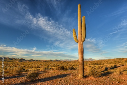 Saguaro Cactus, Lost Dutchman State Park, Arizona, America, USA photo