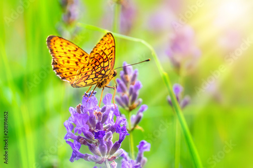 butterfly on the lavender photo
