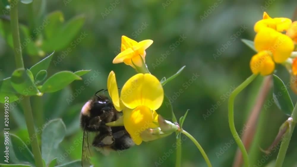 Bee BumbleBee Flying on Yellow Flowers with many Pollen Bee BumbleBee Flying on Yellow Flowers with many Pollen