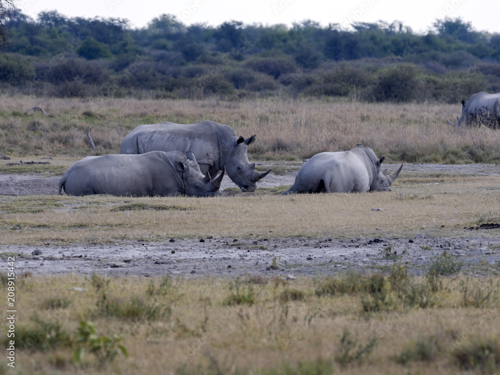 Obraz premium Southern White rhinoceros, Ceratotherium simum simum, at waterhole Botswana