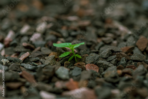 plant, nature, green, agriculture, leaf, spring, earth, soil, grass, growth, ground, garden, macro, food, sprout, texture, life, stone, seedling, close-up, new, vegetable, herb, growing, dirt