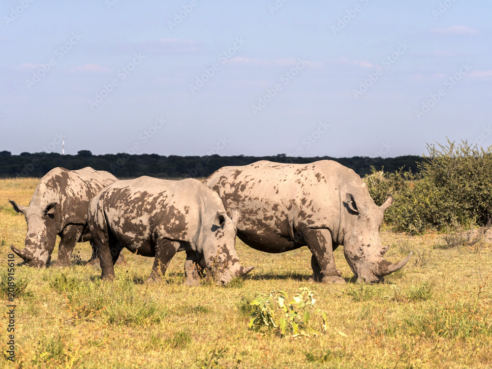 Fototapeta premium Southern White rhinoceros, Ceratotherium simum simum, on Botswana pasture