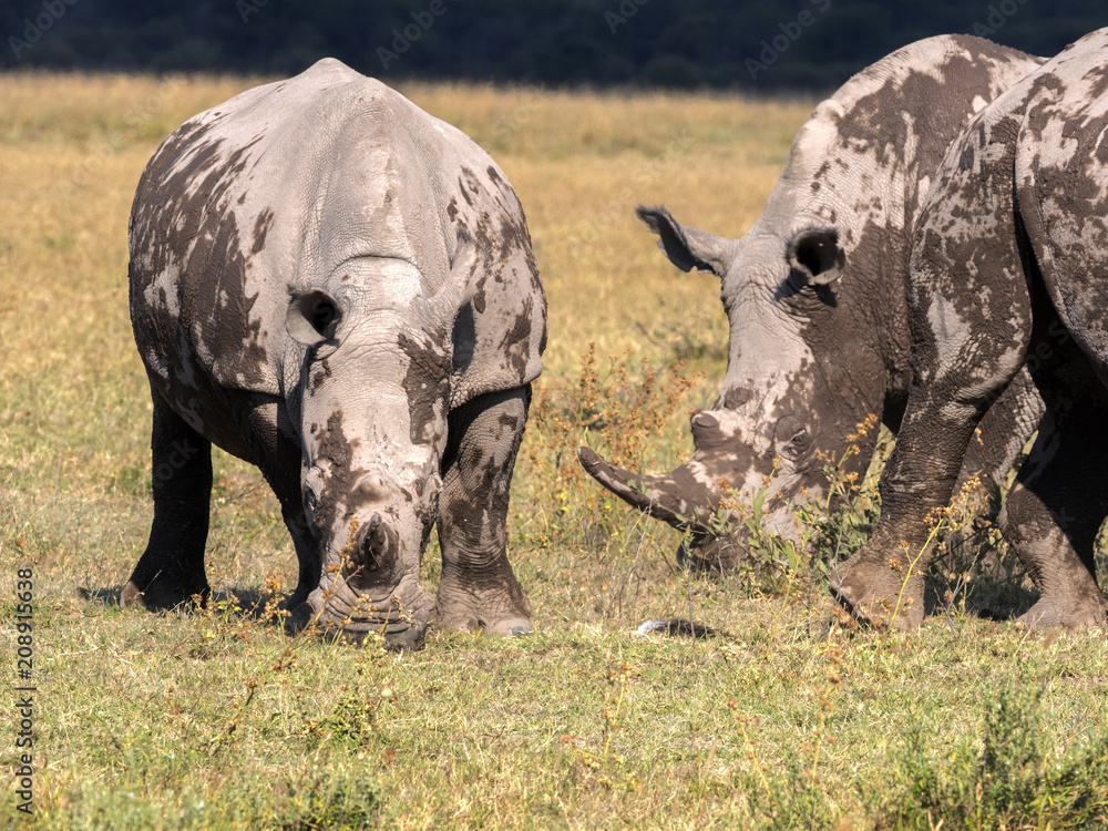 Obraz premium Southern White rhinoceros, Ceratotherium simum simum, mud cover, Botswana