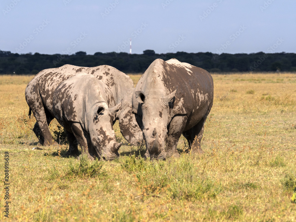 Fototapeta premium Southern White rhinoceros, Ceratotherium simum simum, on Botswana pasture