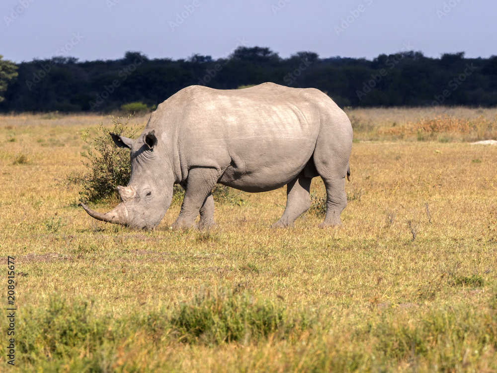 Southern White rhinoceros, Ceratotherium simum simum, on Botswana pasture Southern White rhinoceros, Ceratotherium simum simum, on Botswana pasture