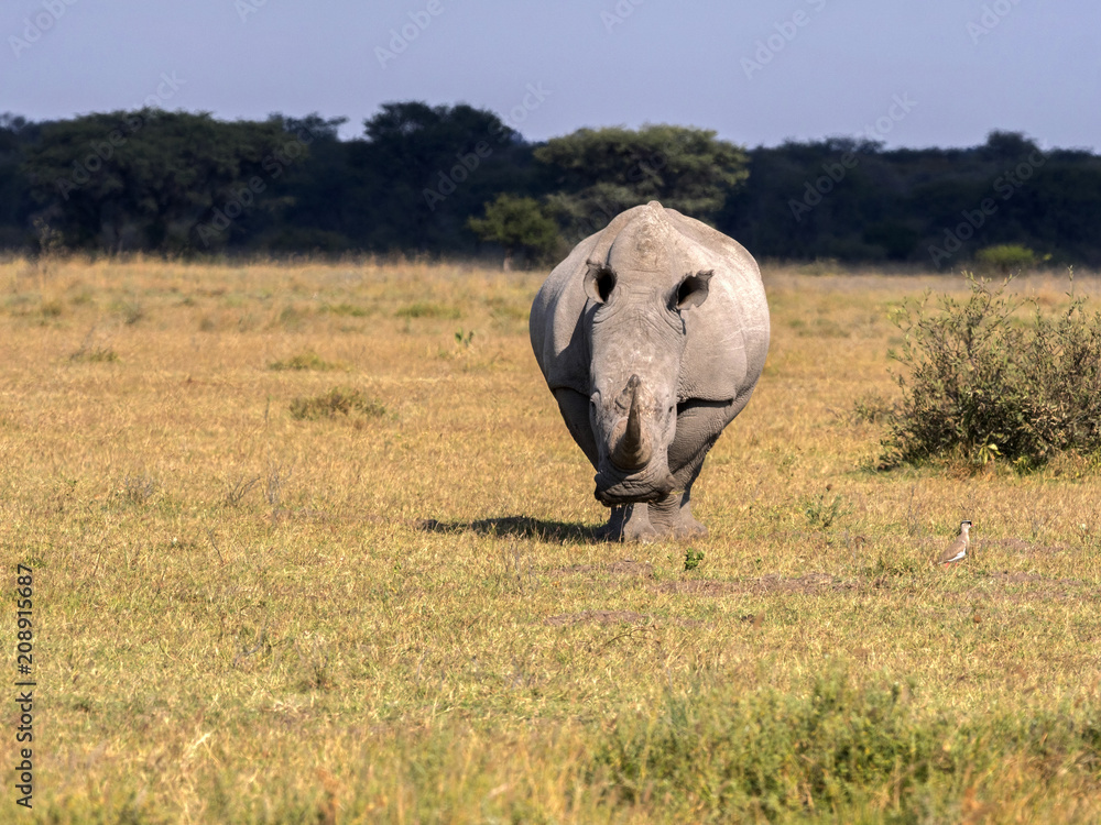 Obraz premium Southern White rhinoceros, Ceratotherium simum simum, on Botswana pasture