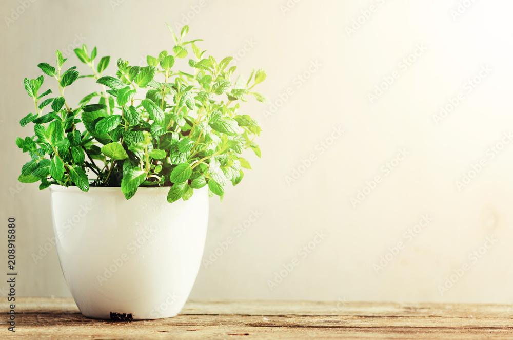 Green fresh aromatic herb melissa, mint in white pot on wooden background. Banner. Copyspace