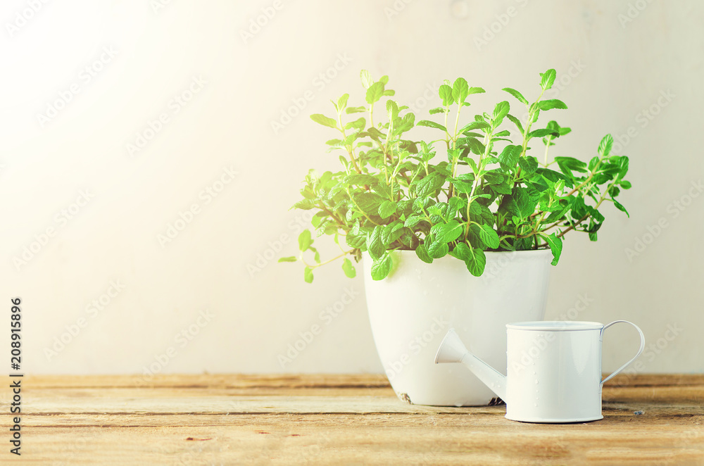 Fresh melissa herb growing in pot on wooden background. Organic herbs with sunny leaks. Copy space. Banner Fresh melissa herb growing in pot on wooden background. Organic herbs with sunny leaks. Copy space. Banner
