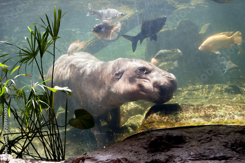 Pygmy hippos underwater with many fish in the zoo.