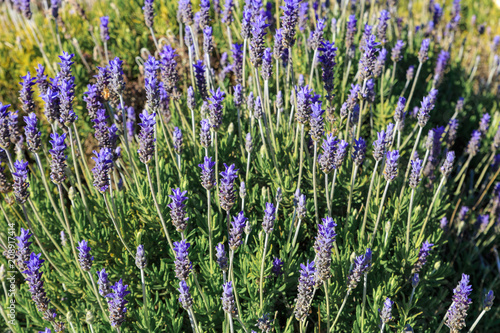 Wild blue lavender flowers