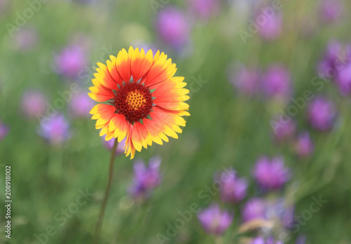 alone wild flower