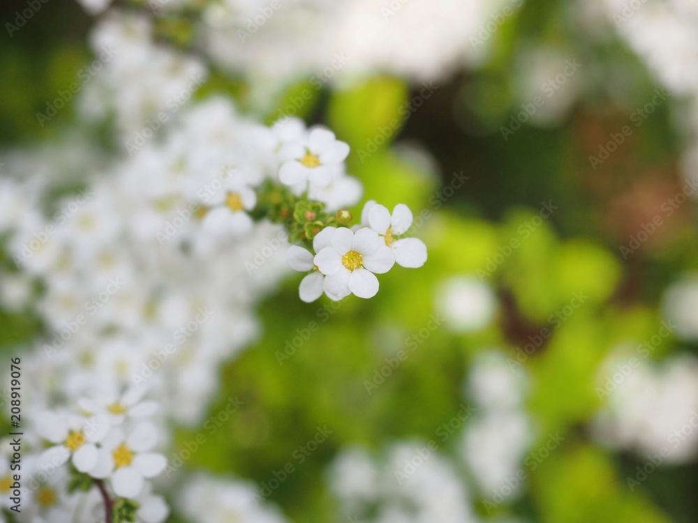 yukiyanagi spiraea spirea yukiyanagi spiraea spirea