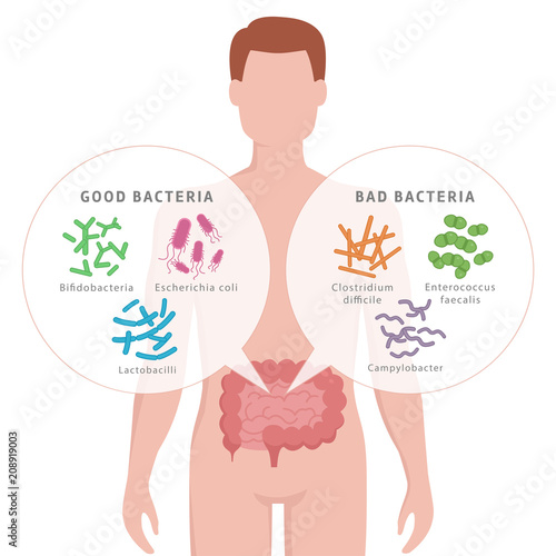 Good Bacteria and Bad Bacteria in human intestines. Bifidobacteria, Lactobacilli, Escherichia coli, Campylobacter, Enterococcus faecalis, Clostridium difficile with human silhouette isolated on white.